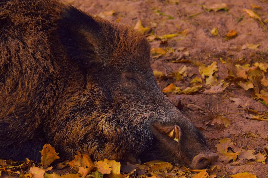 Wildschwein-g83f738f3d_1920