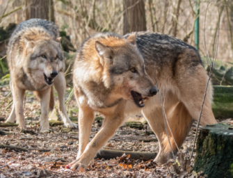 Wolfsbrücken über ASP Zäune – Wo soll das enden?