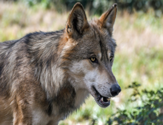 Hohe Strafen bei Wolfsabschuss in Luxemburg