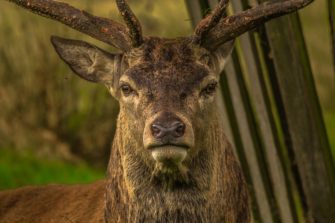 Rothirsch – König der Wälder von Inzucht bedroht?