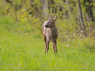 Bockjagd im Mai: 7 Punkteplan zur Reviervorbereitung