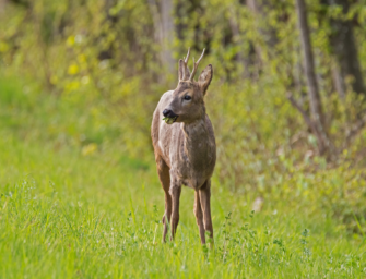 Jagd auf Böcke ab April – Wer wann startet