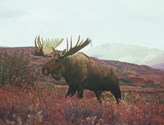 Die wichtigsten US-Amerikaner