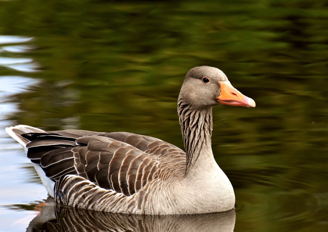 goose-gee12ca35f_1920
