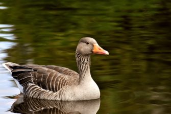 Vogelgrippe bei Gänsen in Schleswig-Holstein ausgebrochen