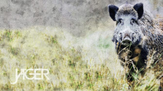 Wallpaper – Schwarzwild