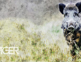 Wallpaper – Schwarzwild