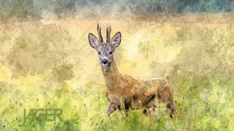 Wallpaper – Rehbock