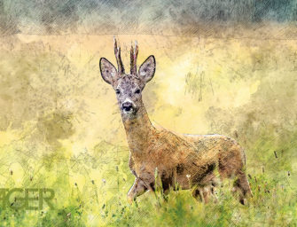 Wallpaper – Rehbock