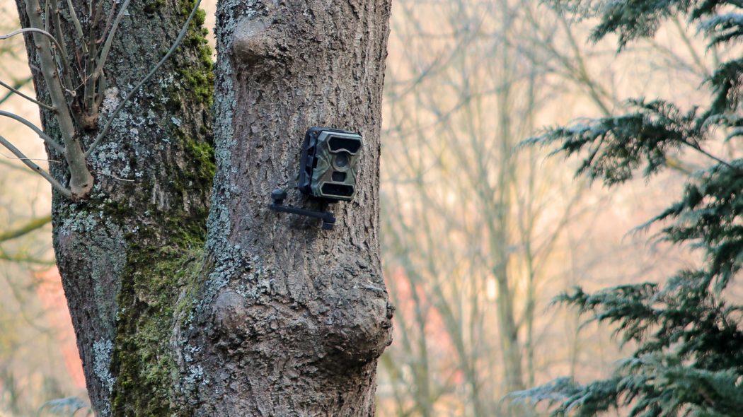 tree-g4c9d429cf_1920