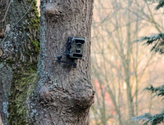 Wildkamera – Böcke bestätigen im Frühjahr