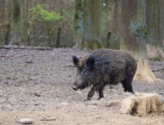 Pürzelprämie entfällt – Mecklenburg-Vorpommern