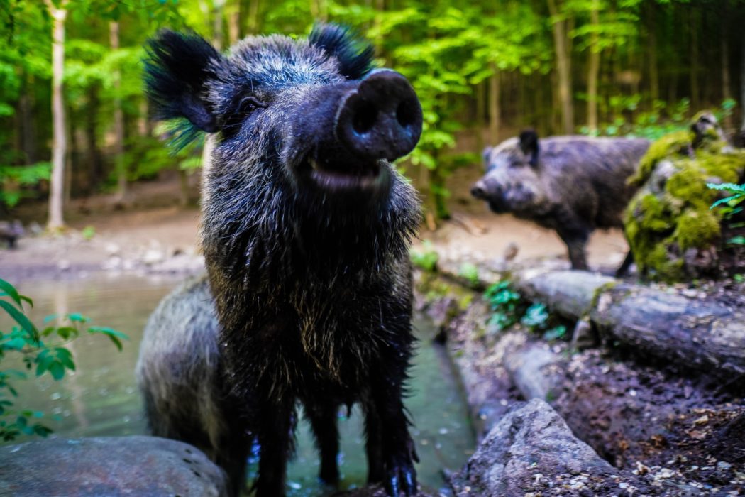 wild-boar-g370bf22e9_1920