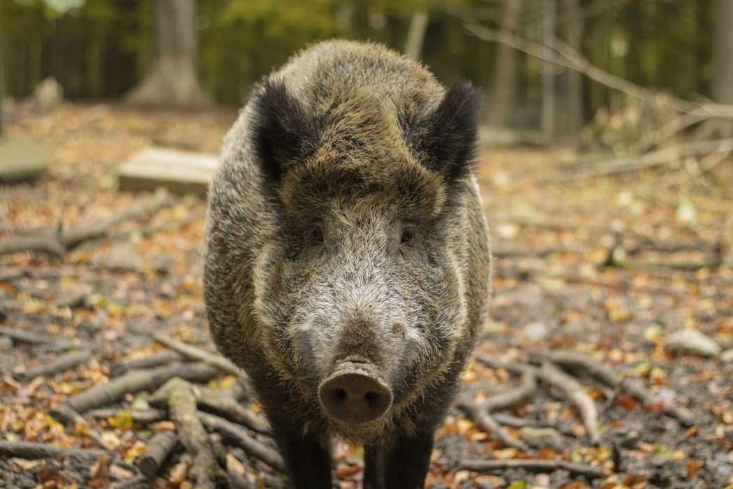 wild-boar-g7a906ea9e_1920