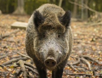 Gifhorn zahlt ASP-Prämie – Afrikanische Schweinepest