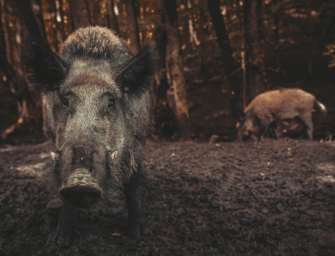 Warum uns Sauen so faszinieren