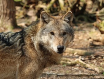 Niedersachsen – Wolfslöhne steigen