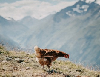 Landwirtschaftsminister Cem Özdemir präsentiert Warnwesten