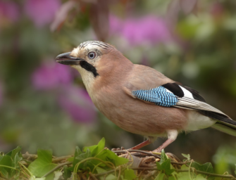 Der Verrat des Vogels – Eichelhäher & Co.