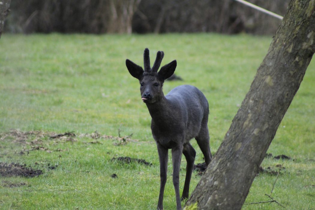 deer-g2633d1db2_1920