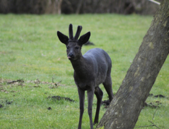 Im Frühling auf Rehbockjagd – Kritik aus der Praxis