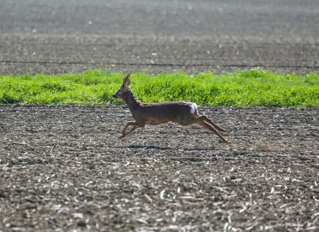 deer-ge5e8b86e9_1920