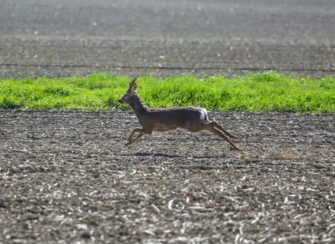 Verhalten des Wildes im Schuss – Eine Übersicht