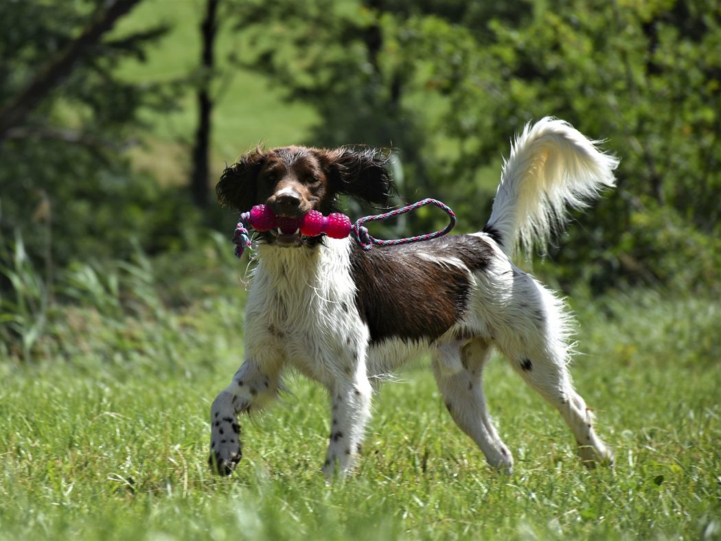 dog-gc082f2517_1920
