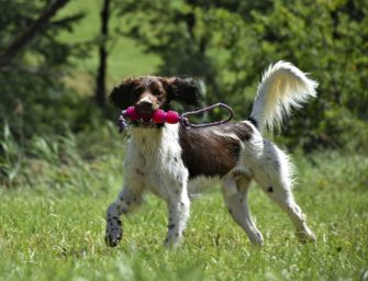 Hunde und ihre Einsatzgebiete auf der Jagd
