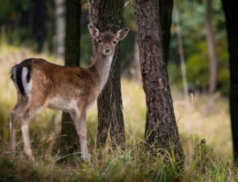 Auf Damwild im April