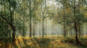 Baustelle Wald – Kolumne der AGDW