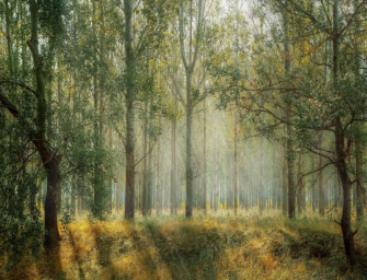 Baustelle Wald – Kolumne der AGDW