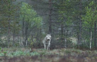 Hessischer Wolf soll weg – Bauernverband fordert Obergrenze