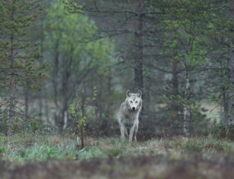 Hessischer Wolf soll weg – Bauernverband fordert Obergrenze