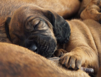 Ab wann der Hund ans Wild sollte