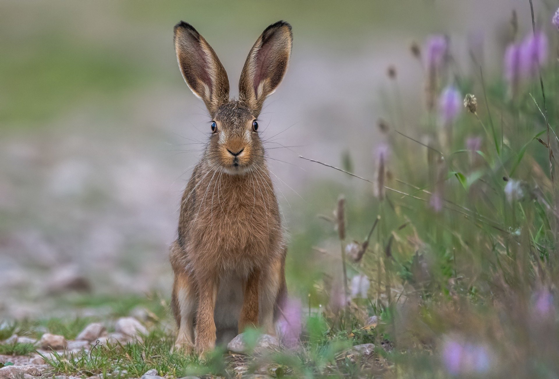 Gute Aussichten Hase erholt sich Jäger