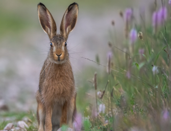 Gute Aussichten: Hase erholt sich