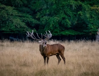 Alterspyramide – Alte Stücke braucht der Bestand