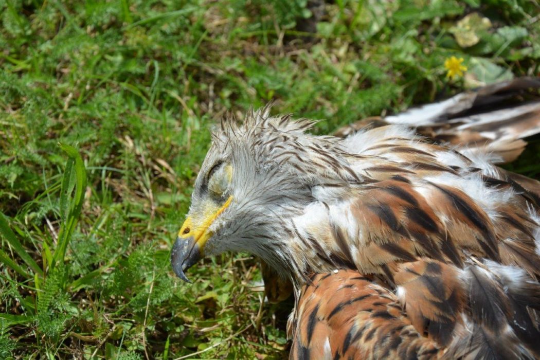 rotmilan_vergiftet_widuch_martina_lbv_bildarchiv