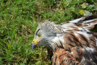 Erneuter Fund eines vergifteten Greifvogels im Landkreis Ansbach