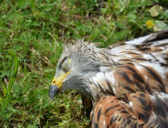 Erneuter Fund eines vergifteten Greifvogels im Landkreis Ansbach