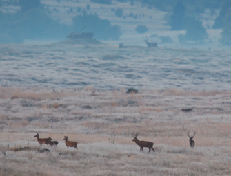 Lebensraum des Rotwildes – Studie auf dem Truppenübungsplatz