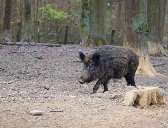 Mit der Kirrung zum Erfolg – So geht kirren