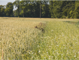 Für ein gutes Sommerrevier: Das 12-Punkte-Programm