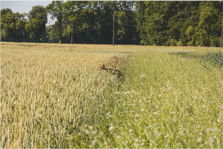 2_Wildbestätigung