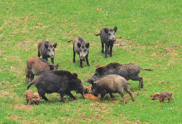 Rotte Sauen reißen anderes Schwein