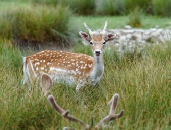 Damwildbejagung im Mai – sicher ansprechen