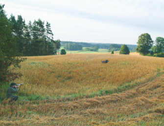 Sommersauen im Feldrevier – Bestätigen und Bejagen