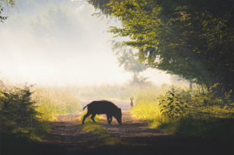 Schwarzwild als Beutegreifer – Viele Sauen sind des Hasen Tod