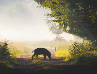Schwarzwild als Beutegreifer – Viele Sauen sind des Hasen Tod
